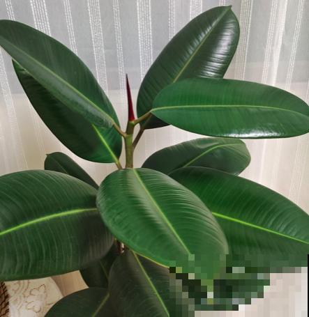 大叶植物要“洗澡”,养分才能更充足 大叶植物要“洗澡”,养分才能更充足