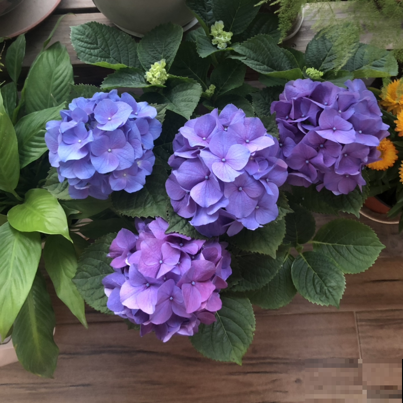 3种花，出了名的“耐阴”，没光照样长得好