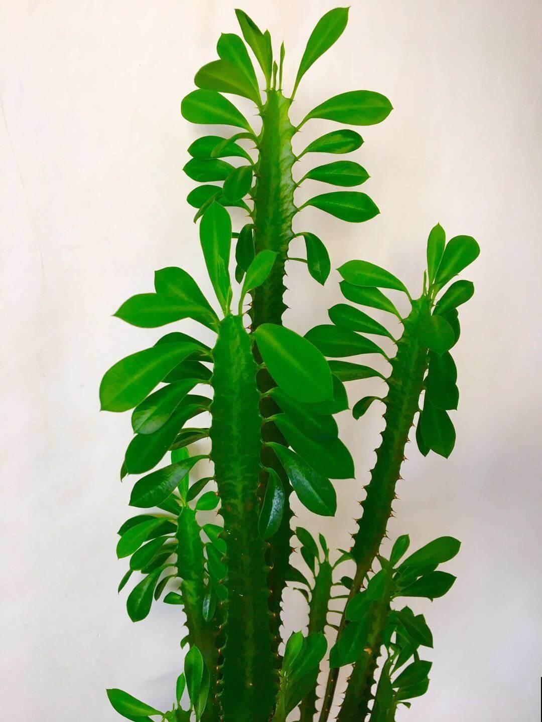 5种树适合养在家里，招财又进宝，好看又好养