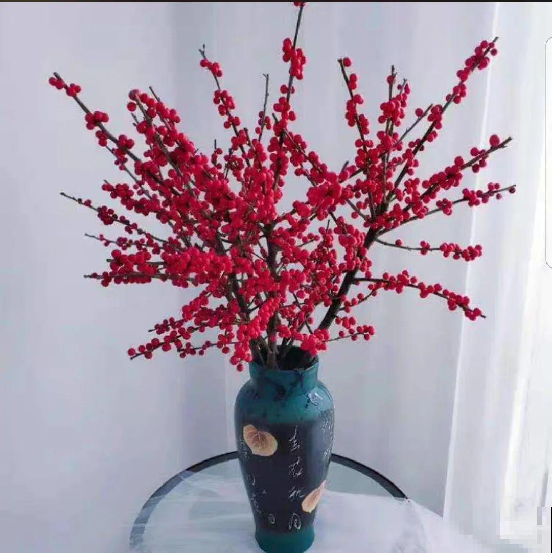 家里养盆北美冬青,红红火火,财源广进 家里养盆北美冬青,红红火火,财源广进