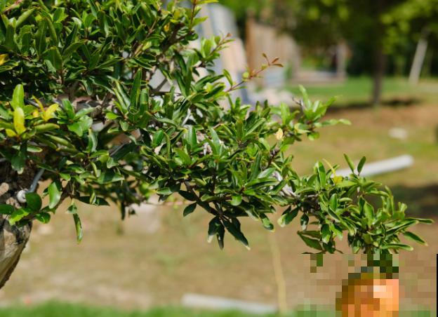 盆栽石榴树不开花，查看一下这4个原因，养护好就能开花