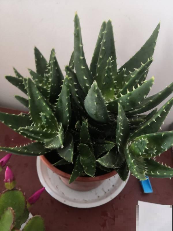 老一辈人说，4种绿植不常开花，一开花就预示有好事儿，你见过吗