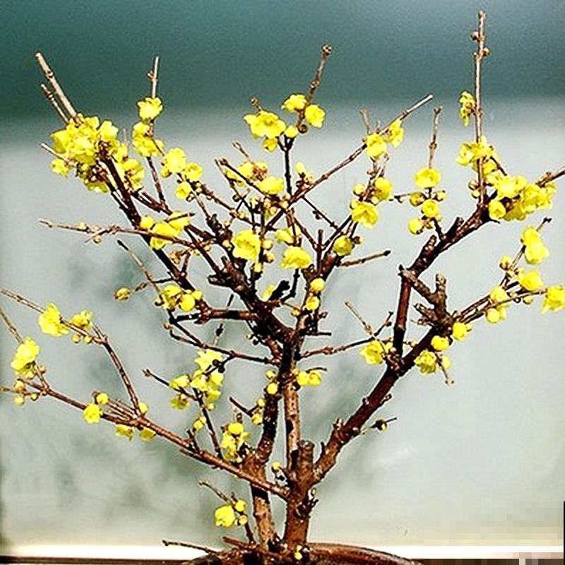 室内盆栽腊梅花,注意这4点,养殖很没问题 室内盆栽腊梅花,注意这4点,养殖很没问题