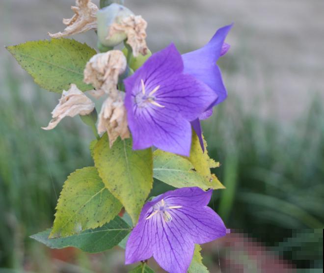 桔梗花在家养殖要想水养，这5点要知道，注意好水养也能长得好