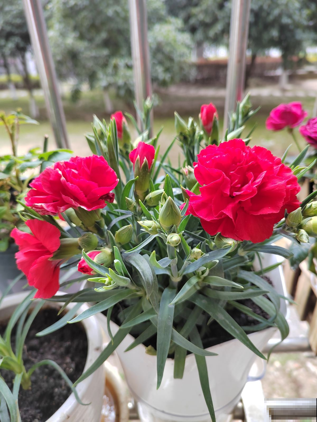 能让阳台秒变花园的4种花卉,颜值爆表花期超长,邻居看了都羡慕 能让阳台秒变花园的4种花卉,颜值爆表花期超长,邻居看了都羡慕