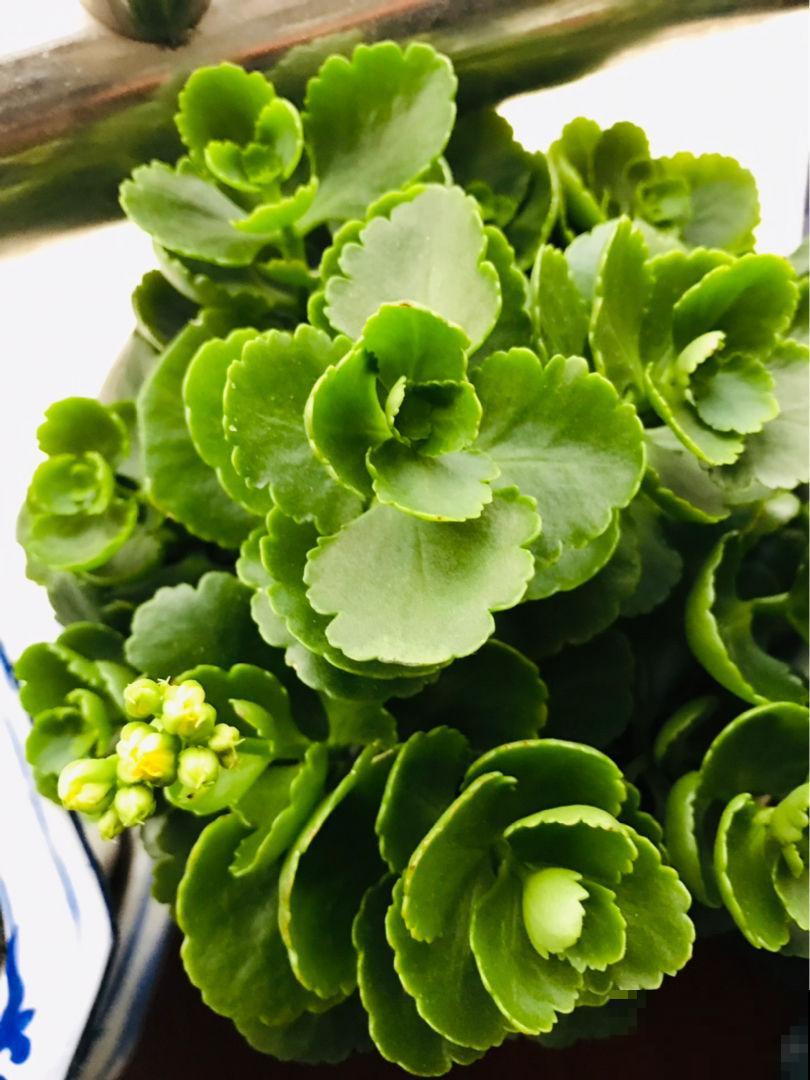 现在养长寿花，掐个枝条就能养，一盆变多盆