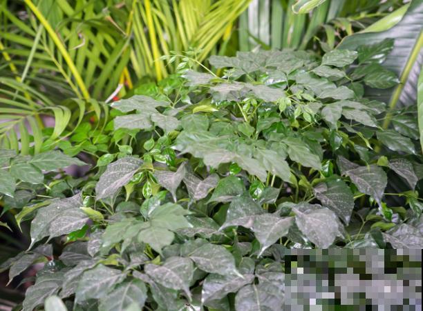 幸福树叶子长白色，通常和这3种原因相关，病害一定要注意