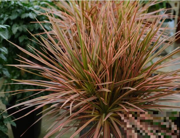 家里养的“镇宅花”，叶子全掉光，真心疼