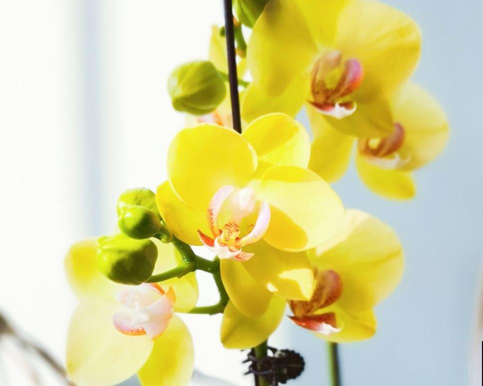 冬天养蝴蝶兰,要注意4“不能”,花朵能开3个月 冬天养蝴蝶兰,要注意4“不能”,花朵能开3个月