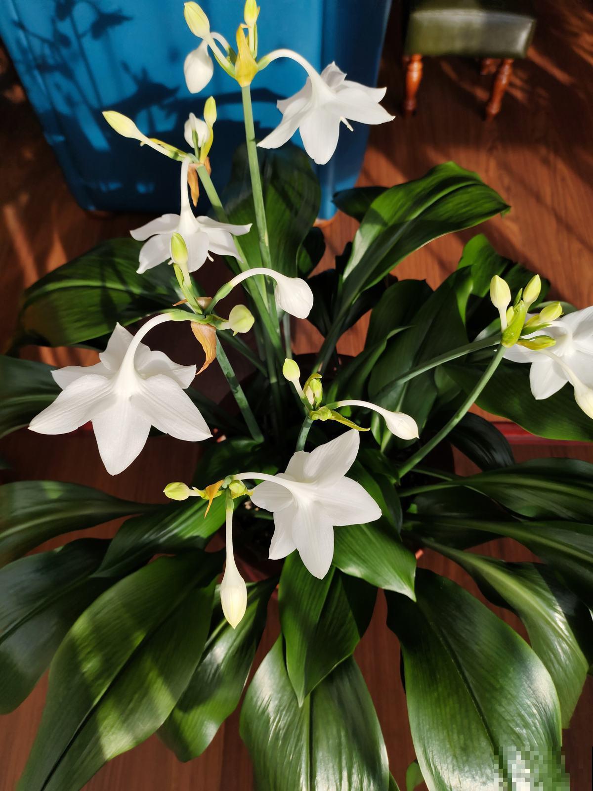 兰花太难养，因为都在“瞎勤快”，3个方面一定要懒