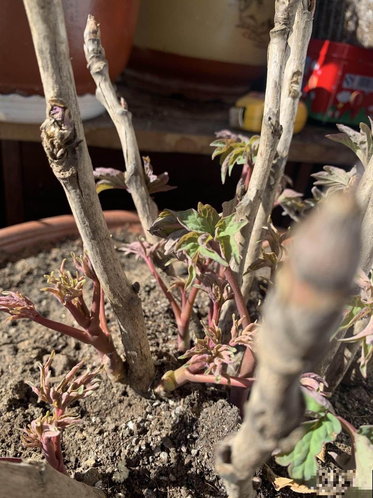 浇水可以靠天吃饭，抹芽只能一点点动手了，学会了就是养花高手