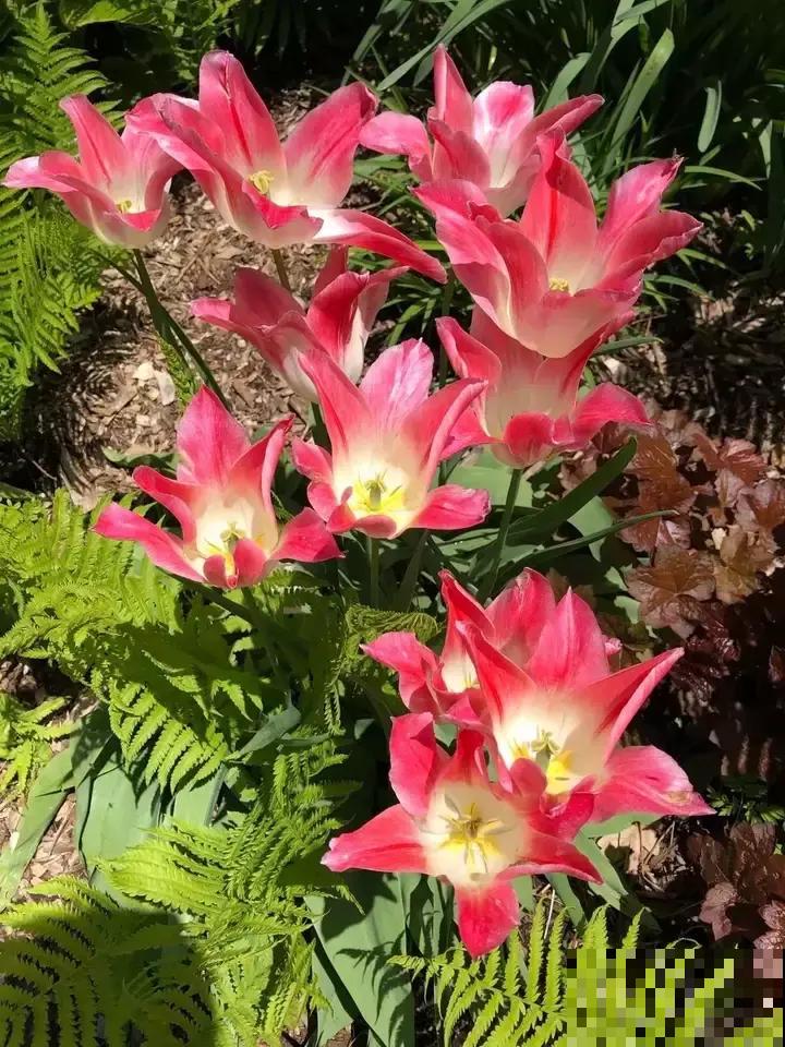 春天第一波开爆盆的花，就养这4种，皮实好养开花多