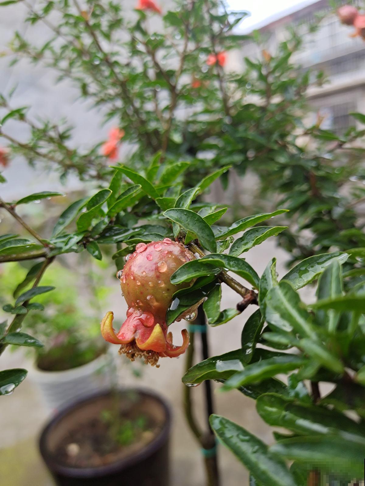 院子种果树最旺宅，尤其是这5种，全是好寓意