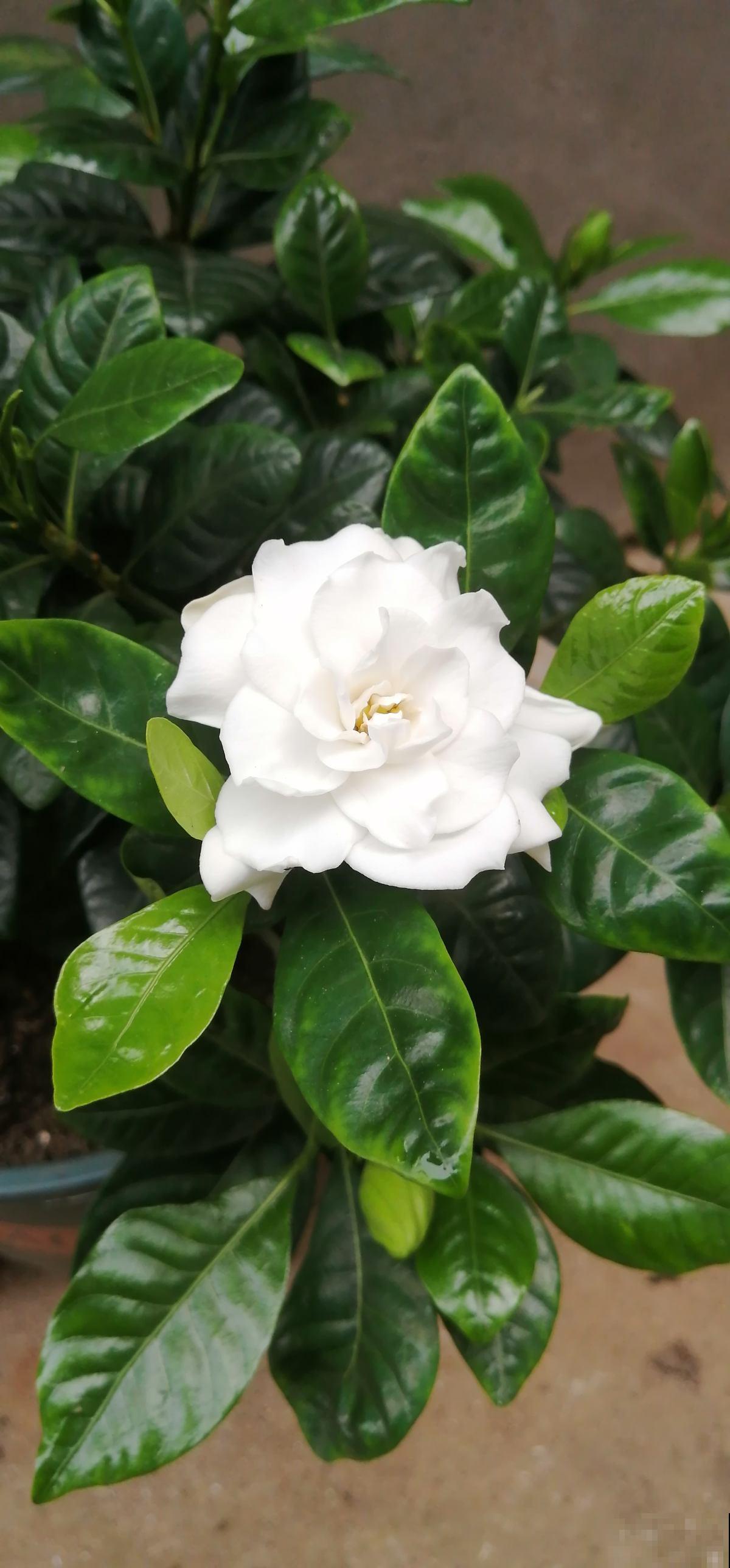 一般花友都不说的养花技巧,学会了就是资深花友,花越长越旺 一般花友都不说的养花技巧,学会了就是资深花友,花越长越旺