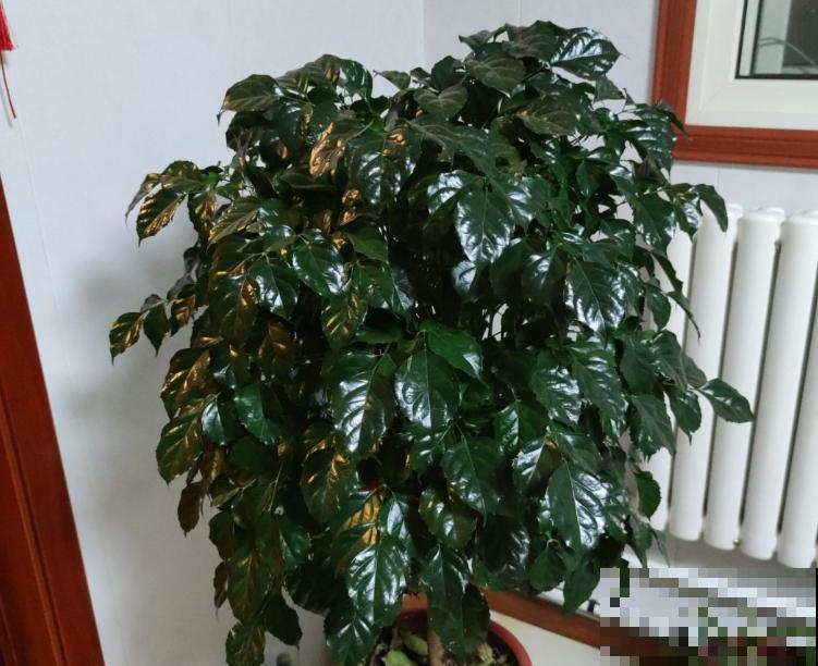 养幸福树就要多喷水,一天不喷,叶子全干死 养幸福树就要多喷水,一天不喷,叶子全干死