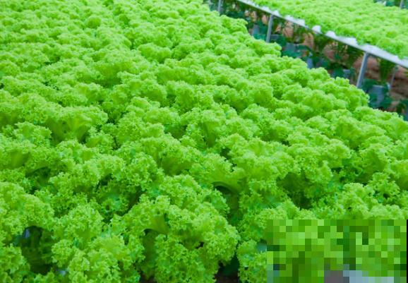 育苗盘培育蔬菜，学会这4点，长势旺盛