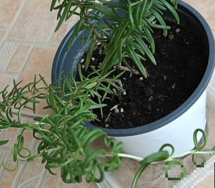 1种花扦插特简单，掐个枝插水里不用管，1个月就生根