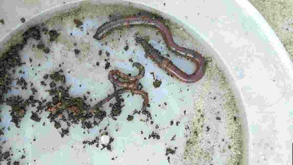 换盆加“肥料”,土壤肥的流油,还不用花钱 换盆加“肥料”,土壤肥的流油,还不用花钱