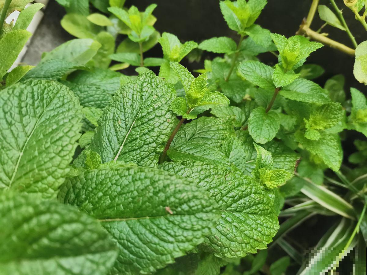 天干物燥,冬天室内多喷水,不然花干成柴火 天干物燥,冬天室内多喷水,不然花干成柴火