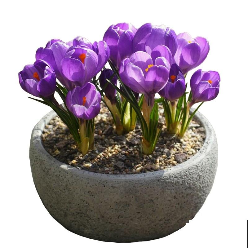 藏红花种球繁殖，记住这4点，轻松学会