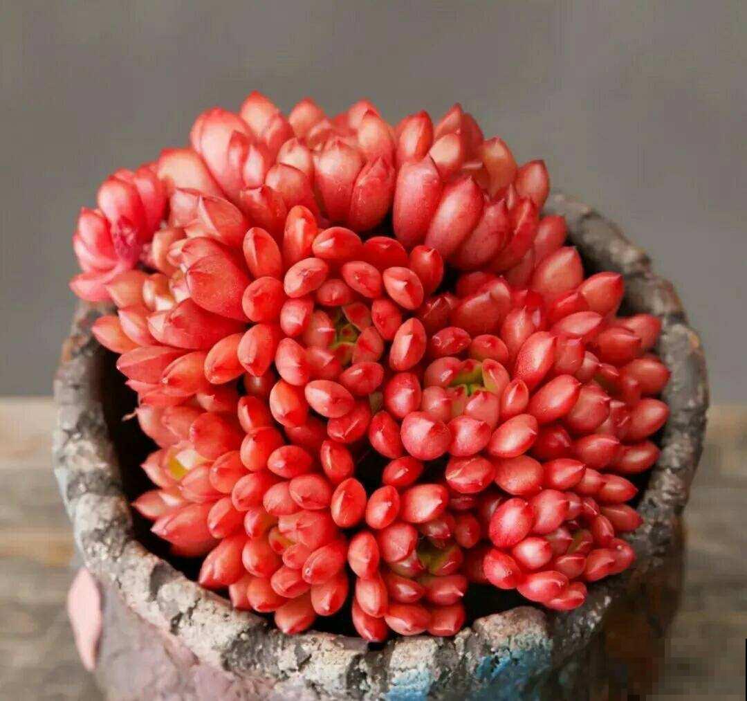 春天养多肉，上色是关键，养好就是“调色盘”