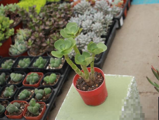 “招财”的多肉养在家，记住4个养护要点，杆壮叶肥长得快