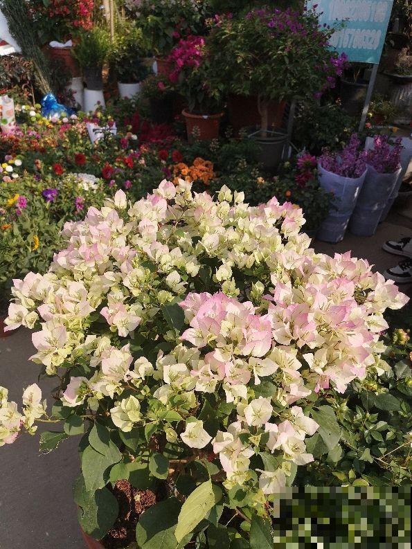 三角梅要想开出花海,狠心修剪是关键,越剪长得越爆盆 三角梅要想开出花海,狠心修剪是关键,越剪长得越爆盆