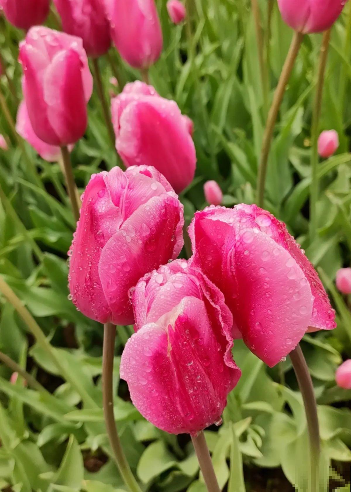 7种花,女人最爱,看到就走不动路,爱不释手 7种花,女人最爱,看到就走不动路,爱不释手