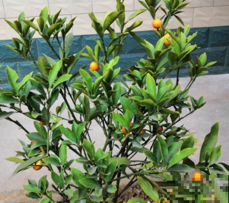 吉祥富贵的“金桔”，养在家里有招财寓意，金色的果子喜气洋洋