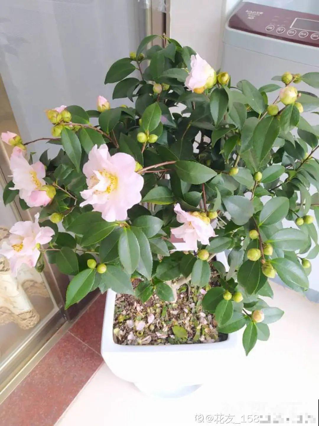 10种过年花，湿养能活命，干养会送命！