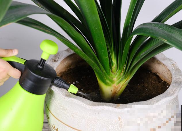 君子兰空根不要急,记住这4点,重新种植还有救 君子兰空根不要急,记住这4点,重新种植还有救