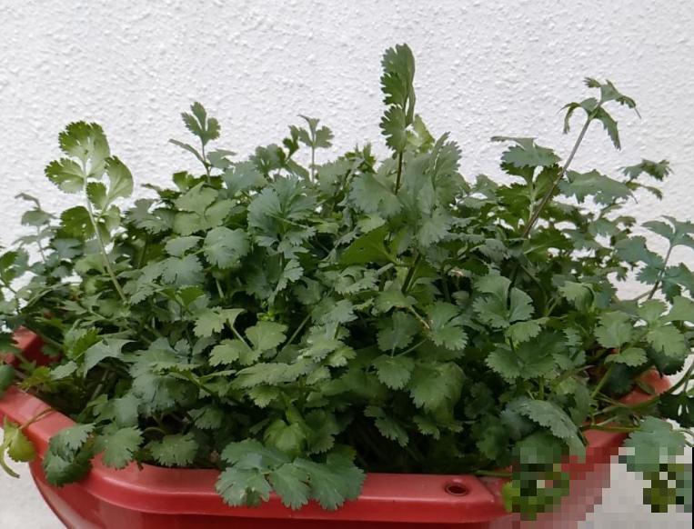 冒芽的香菜节节高，第二天全倒伏，究竟为啥？