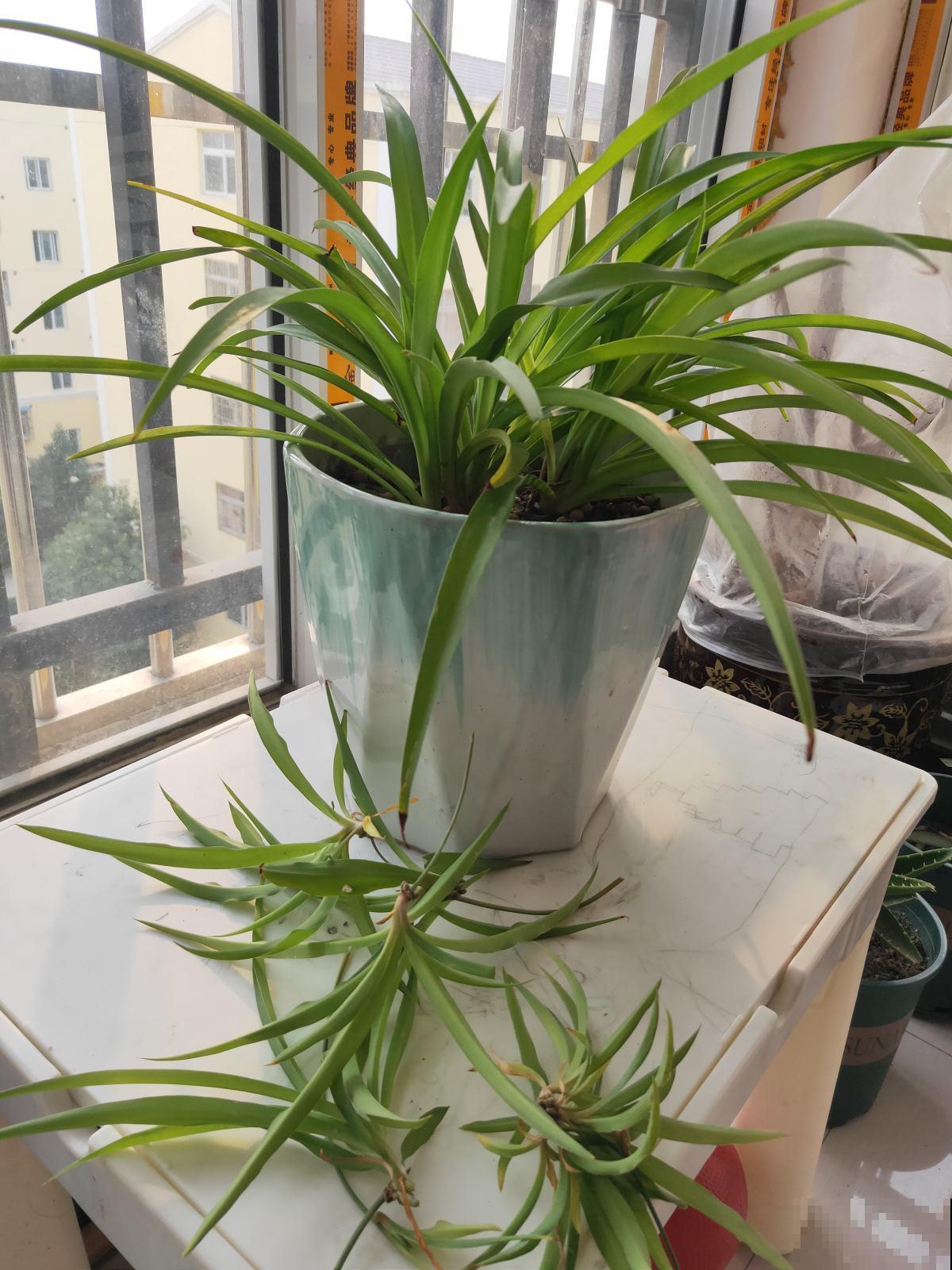 10种花,就适合懒人养,新手必选一盆 10种花,就适合懒人养,新手必选一盆