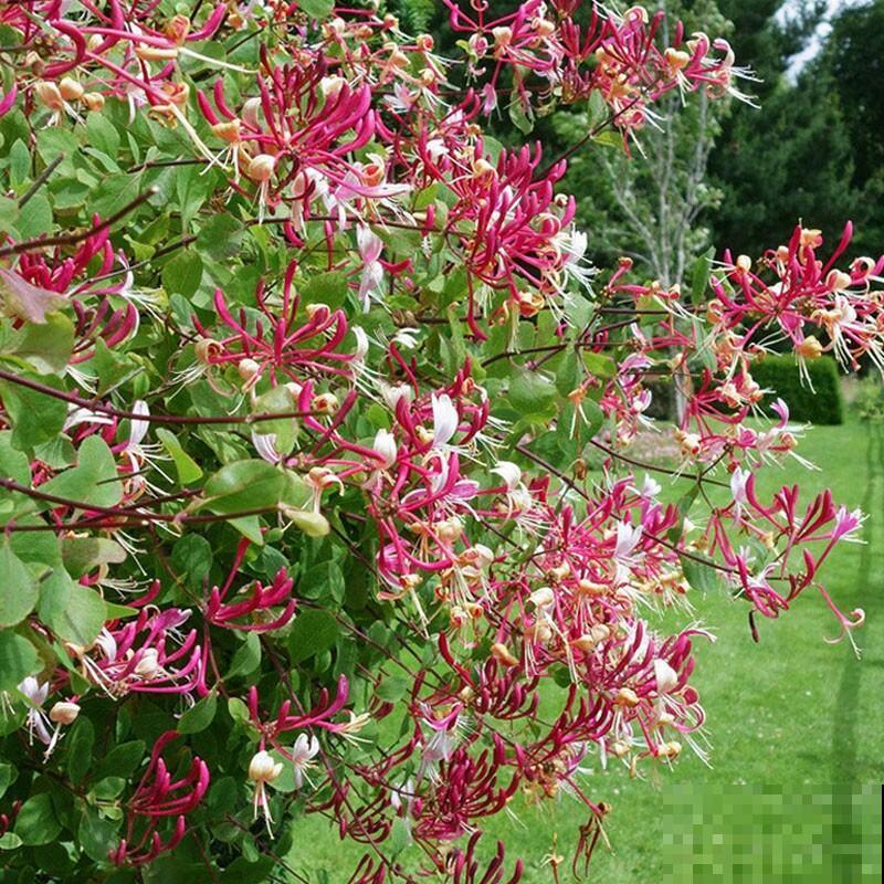 家里养盆新型品种金银花，下个月开出三色花瀑布，满院子飘香