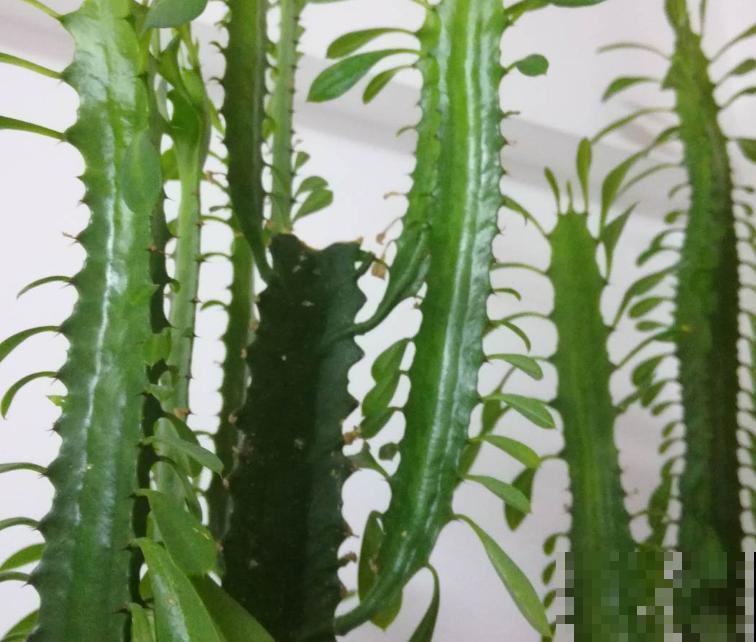 龙骨扦插困难，抓紧学会这4步，让扦插变轻松