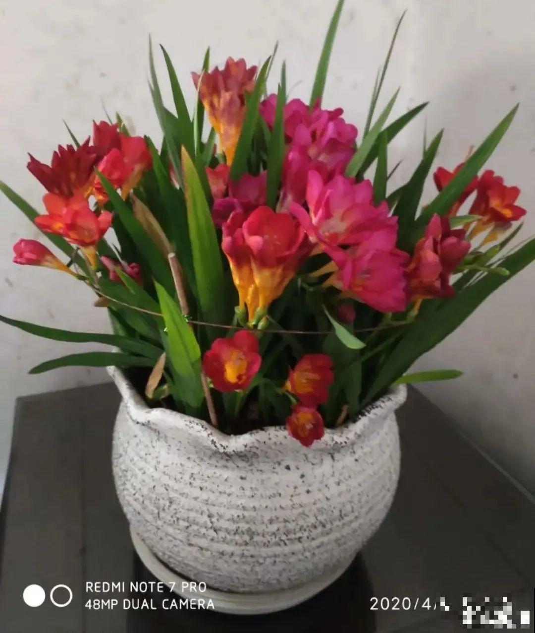 花68888元买棵桔子树，新年沾满“桔气”，来年“大吉大利”！