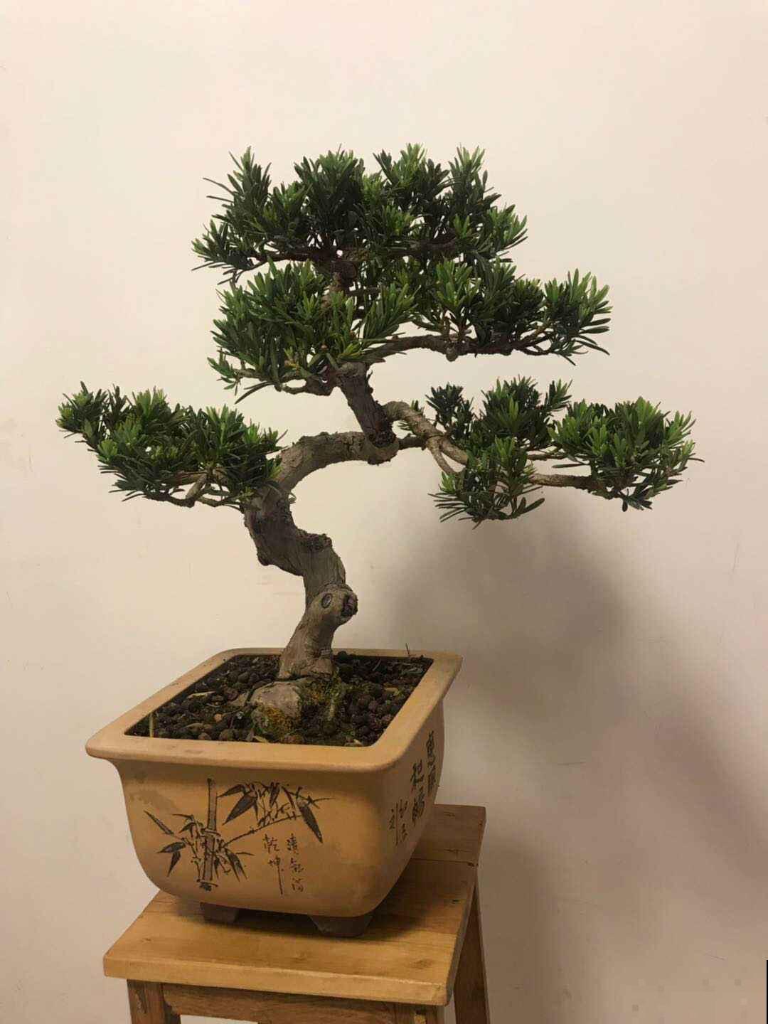 4种花养成盆景格外值钱，5年价格翻一番，还能养成传家宝