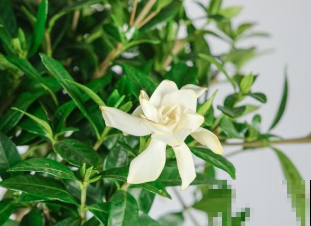 修剪花枝有技巧,记住这4步,长势好 修剪花枝有技巧,记住这4步,长势好