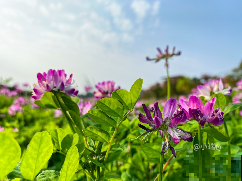 春天路边开满花，30种花能认识一半，就是植物大神
