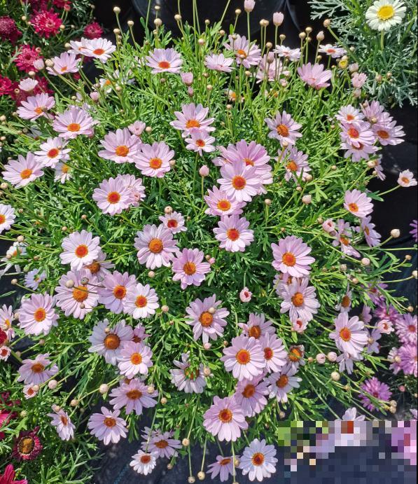 春天养盆玛格丽特,狠心剪一剪,轻松长成大花球 春天养盆玛格丽特,狠心剪一剪,轻松长成大花球