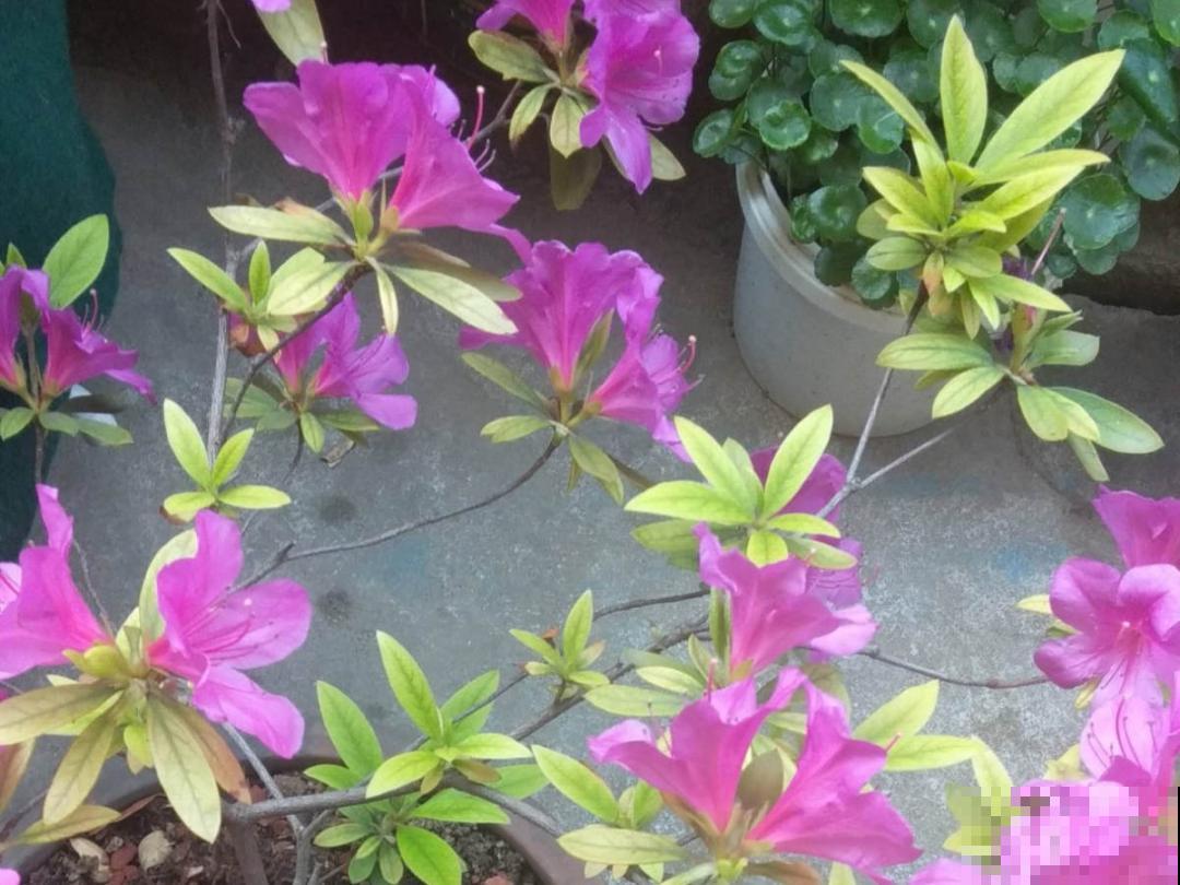 3个症状，说明花缺肥了，赶快补上，下个月大爆花