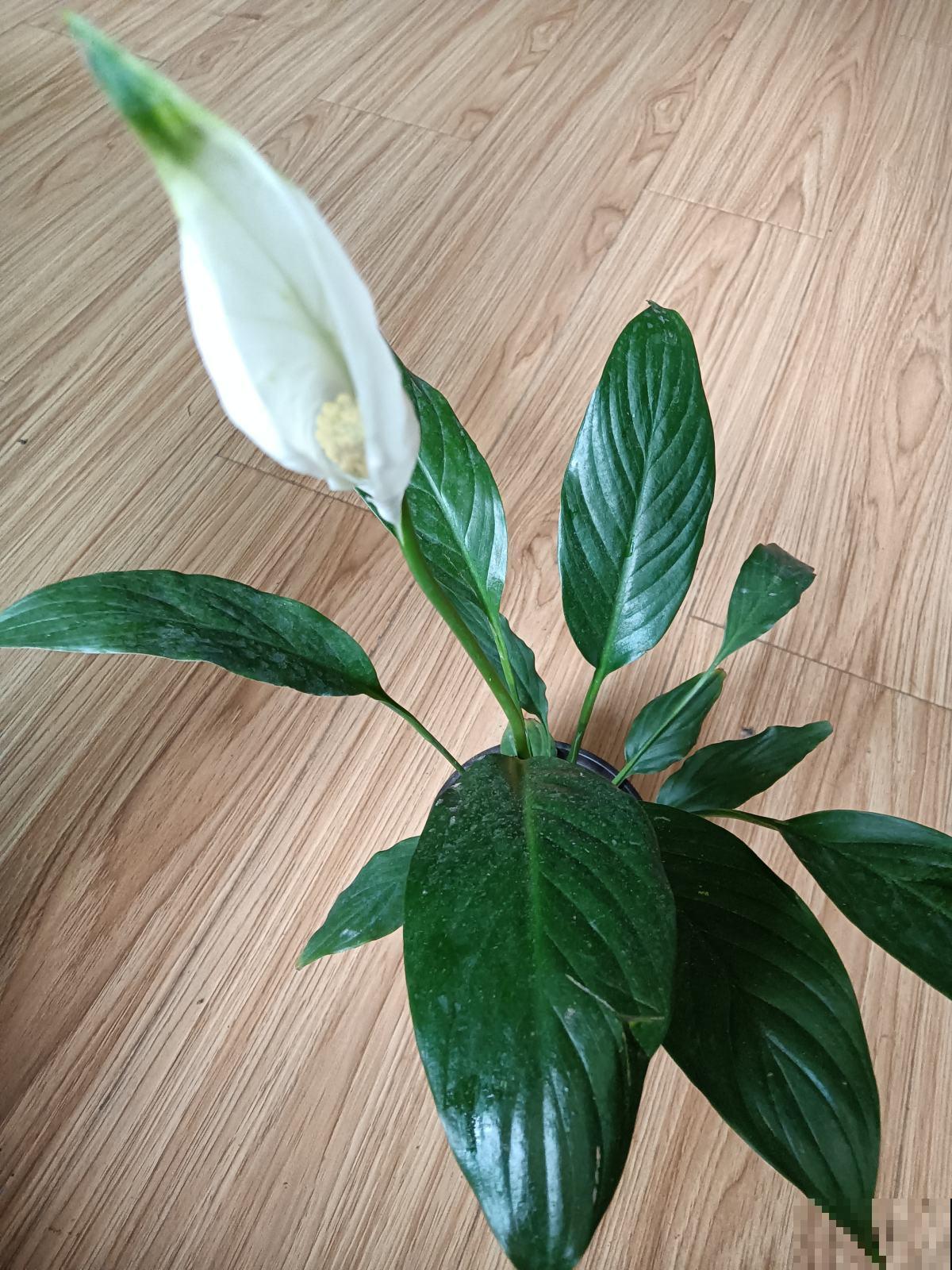 室内养花摆放位置有讲究，放对了有招财进宝好意头，赶紧来学学