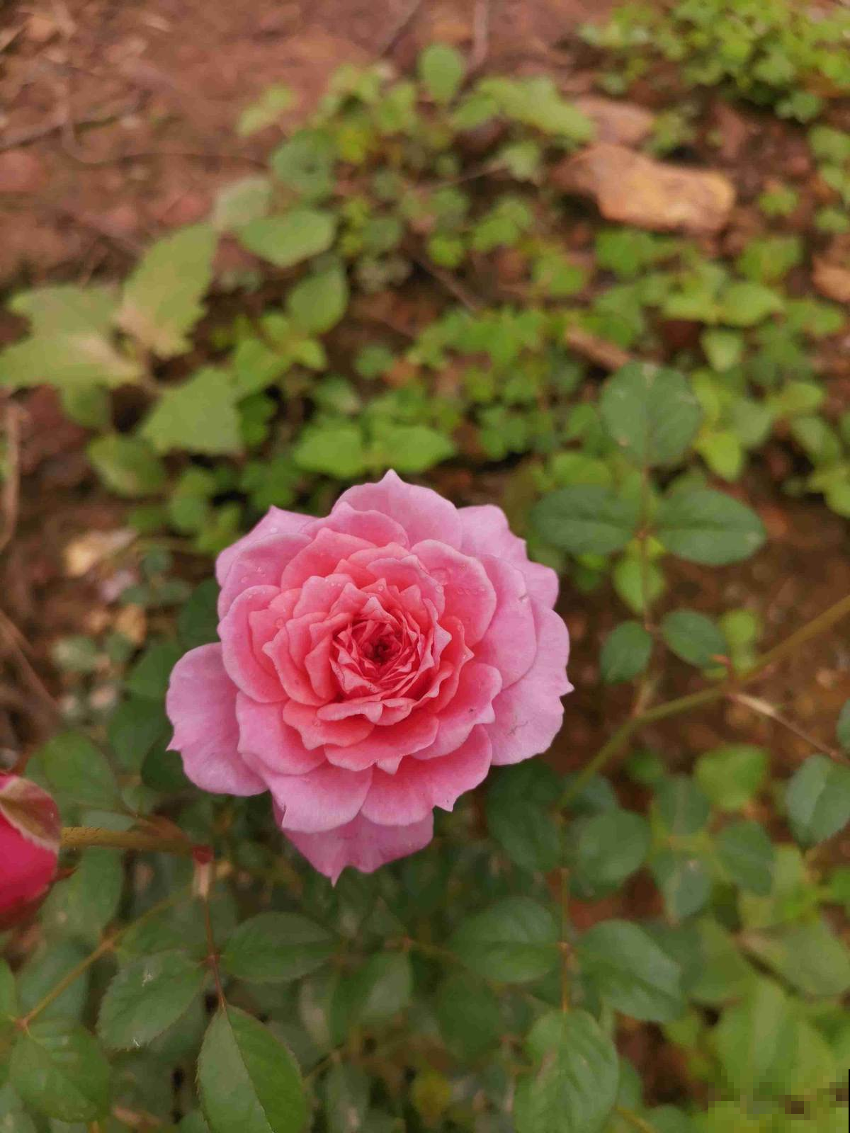 月季里的“开花机器”,养一棵就能打造花园,满院子香味 月季里的“开花机器”,养一棵就能打造花园,满院子香味