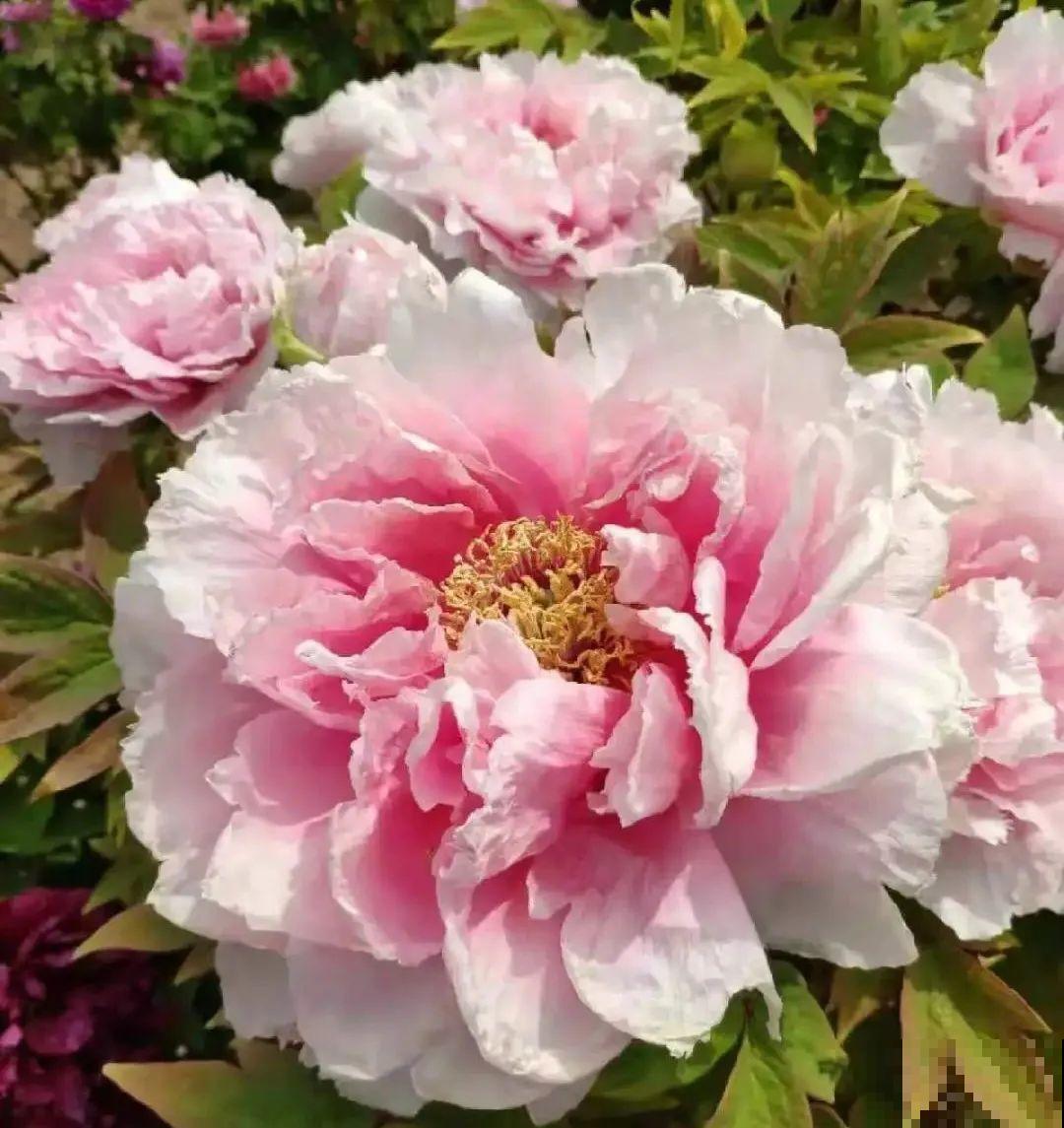 花中之王牡丹,过年家里备一盆,艳压群芳! 花中之王牡丹,过年家里备一盆,艳压群芳!