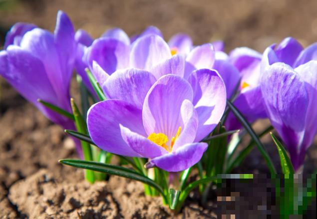 藏红花种球繁殖，记住这4点，轻松学会