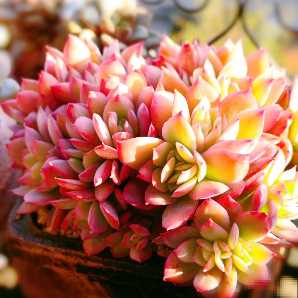 春天养多肉，上色是关键，养好就是“调色盘”