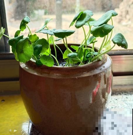 4种花堪称“浇不死”,一天一瓢水,盆盆开爆花 4种花堪称“浇不死”,一天一瓢水,盆盆开爆花