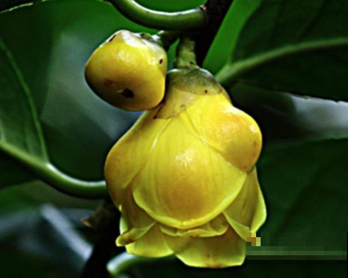 1种贵货花，大几百块钱一盆，有钱人一定要买