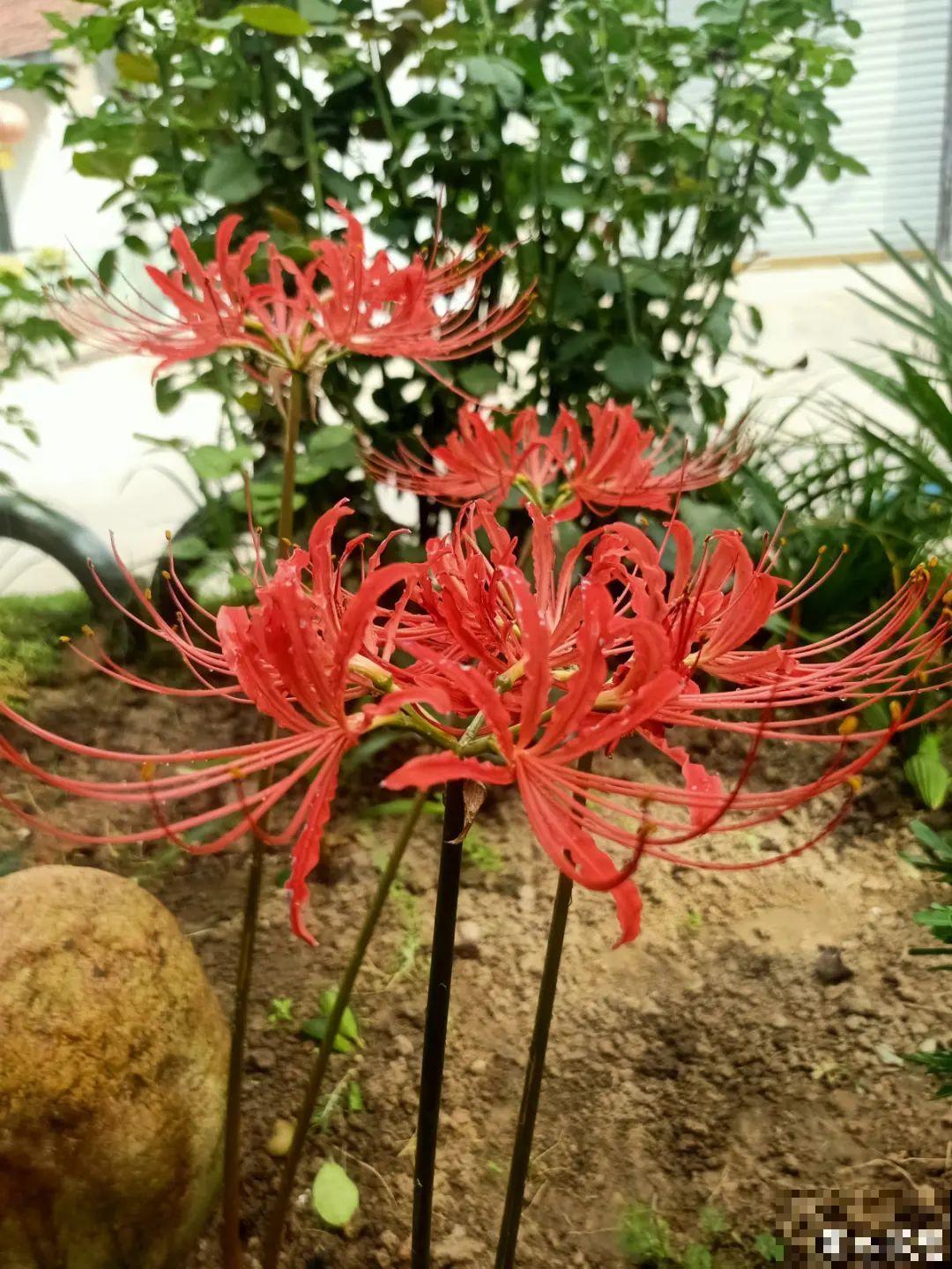 过年烟花没看够，快养这9种花，开花更美