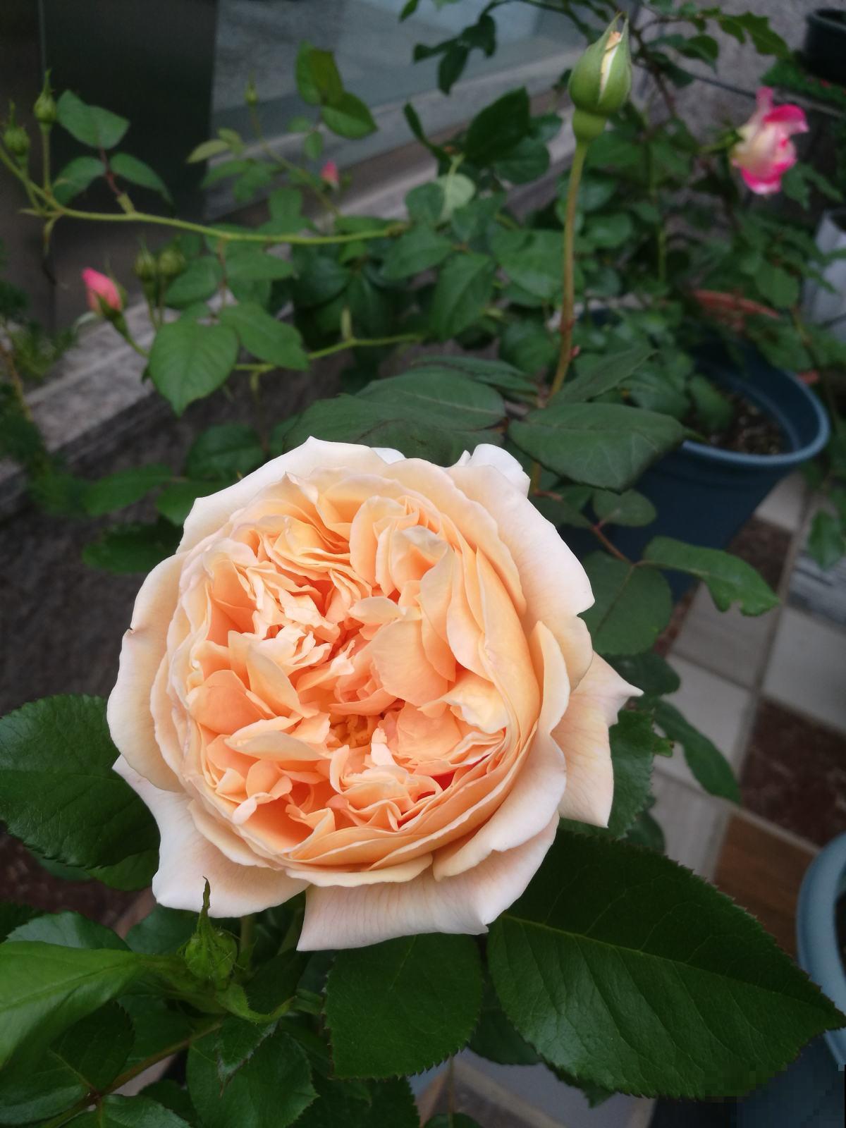 春天一到，10种常见月季，浓香又爆花，赶紧养起来